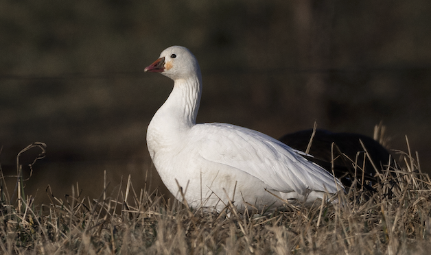 NC Rare Bird Alert: A Ross’s Goose has returned to Raleigh